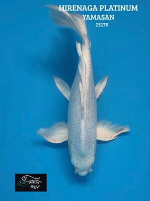 Carpe Koi Platinum grand voile - Yamasan