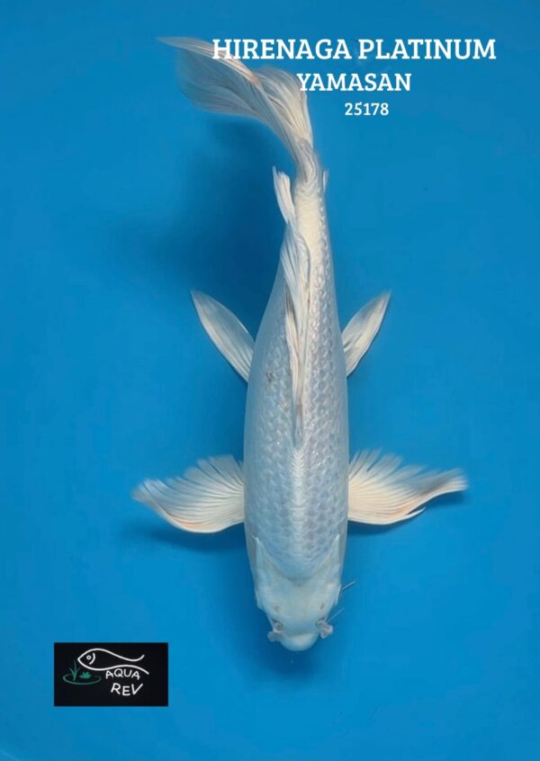 Carpe Koi Platinum grand voile - Yamasan