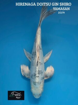 Carpe Koi Gin shiro doitsu grand voile - Yamasan