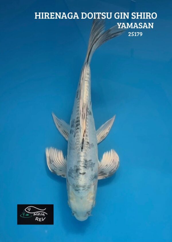 Carpe Koi Gin shiro doitsu grand voile - Yamasan