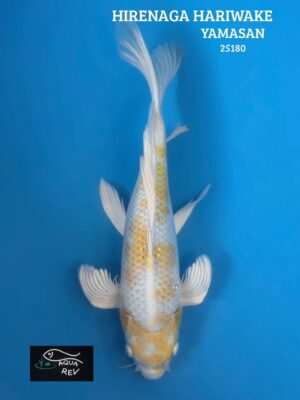 Carpe Koi Hariwake grand voile - Yamasan