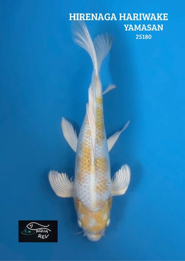 25180 Carpe Koi Hariwake grand voile - Yamasan