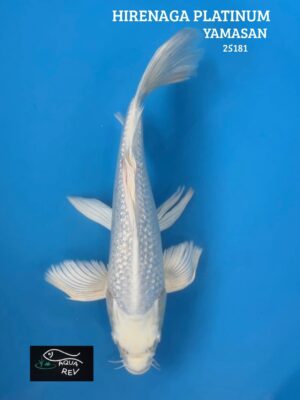 Carpe Koi Platinum grand voile - Yamasan