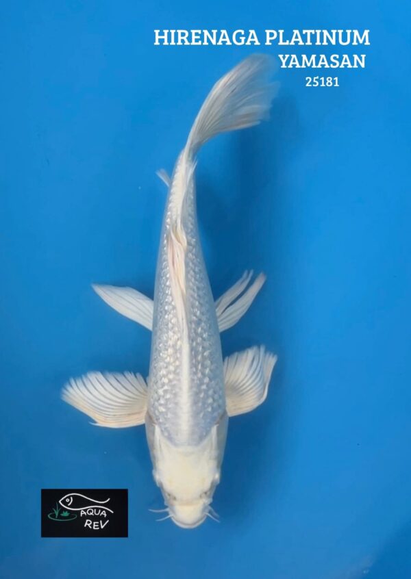 Carpe Koi Platinum grand voile - Yamasan