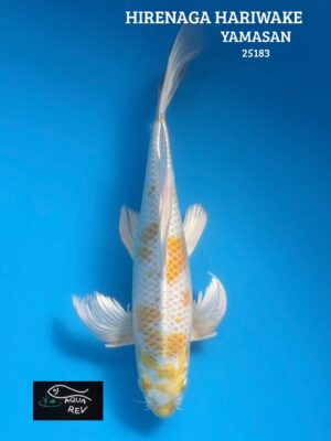 Carpe Koi Hariwake grand voile  - Yamasan