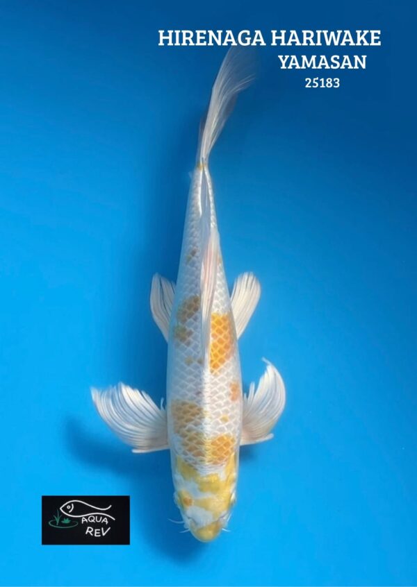 25183 Carpe Koi Hariwake grand voile - Yamasan