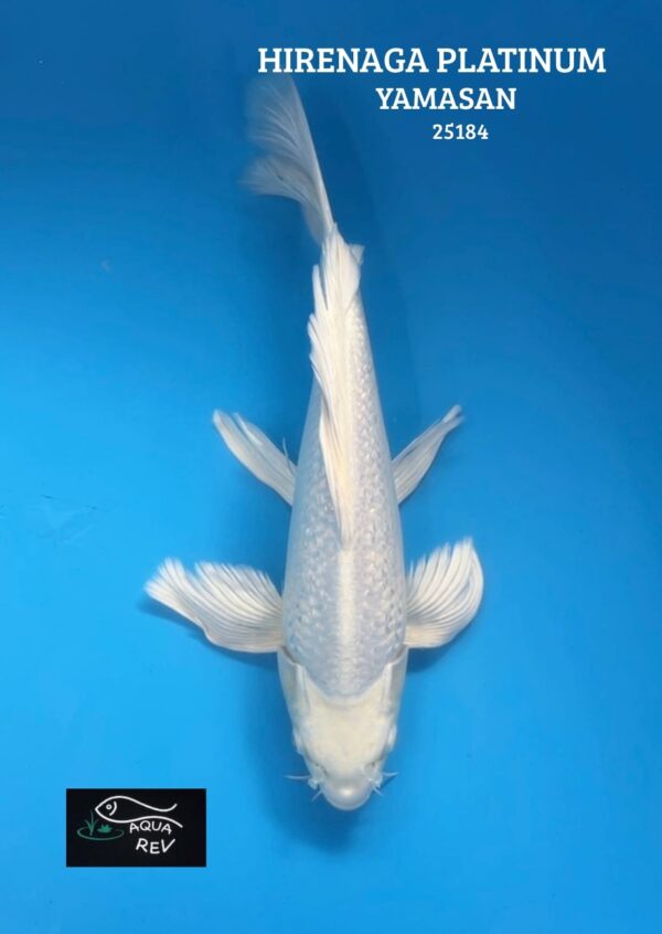 Carpe Koi Platinum grand voile  - Yamasan