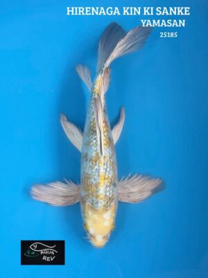 Carpe Koi Kin ki sanke grand voile - Yamasan