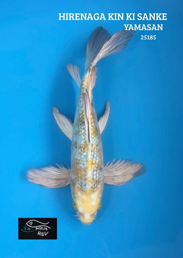 Carpe Koi Kin ki sanke grand voile - Yamasan