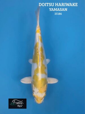 Carpe Koi Doitsu Hariwake - Yamasan