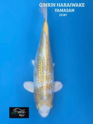 Carpe Koi Hariwake ginrin - Yamasan