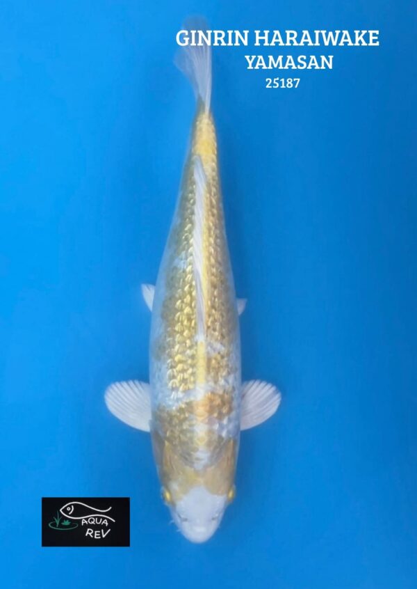Carpe Koi Hariwake ginrin - Yamasan