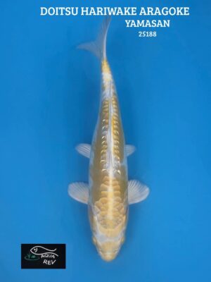 Carpe Koi Hariwake aragoke doitsu - Yamasan