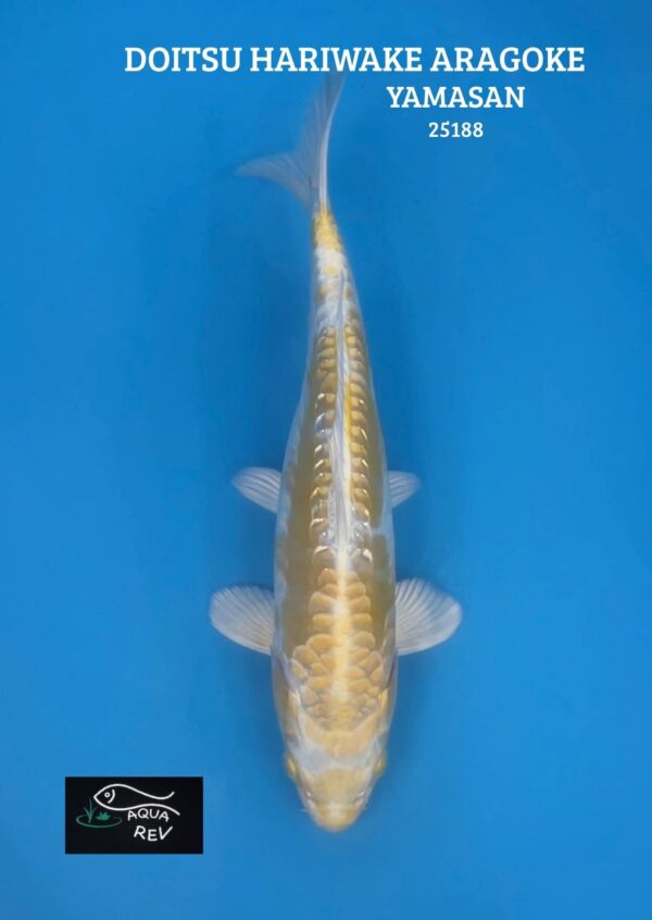 Carpe Koi Hariwake aragoke doitsu - Yamasan