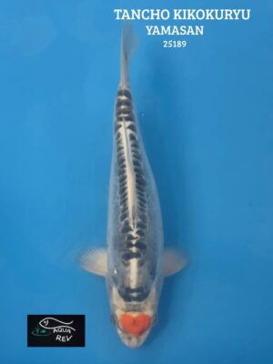Carpe Koi Tancho beni kikokuryu - Yamasan
