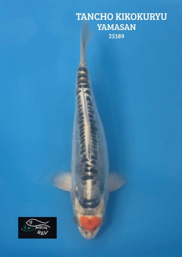 Carpe Koi Tancho beni kikokuryu - Yamasan