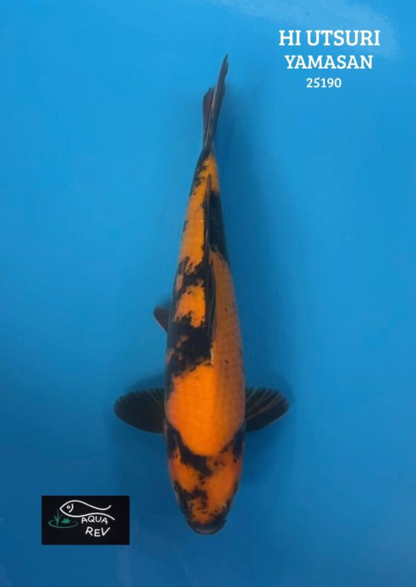 Carpe Koi Hi utsuri - Yamasan