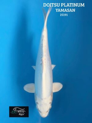 Carpe Koi Doitsu Platinum - Yamasan