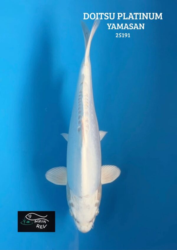 Carpe Koi Doitsu Platinum - Yamasan