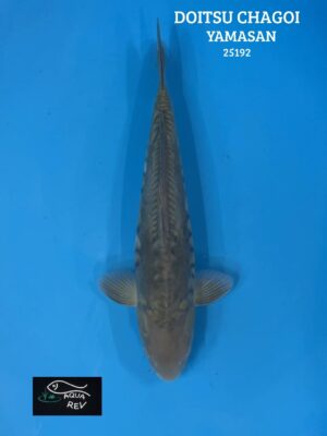 Carpe Koi Chagoi doitsu - Yamasan