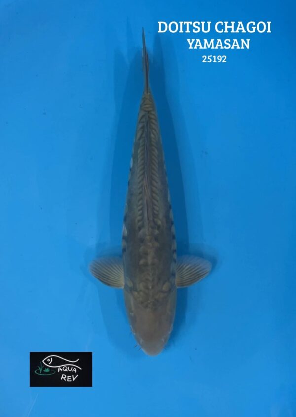 Carpe Koi Chagoi doitsu - Yamasan