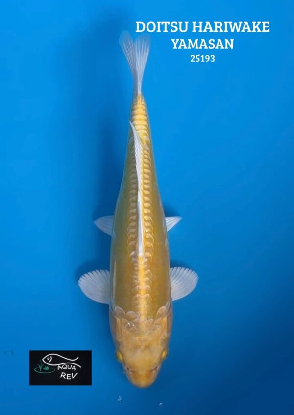 Carpe Koi Doitsu Hariwake - Yamasan
