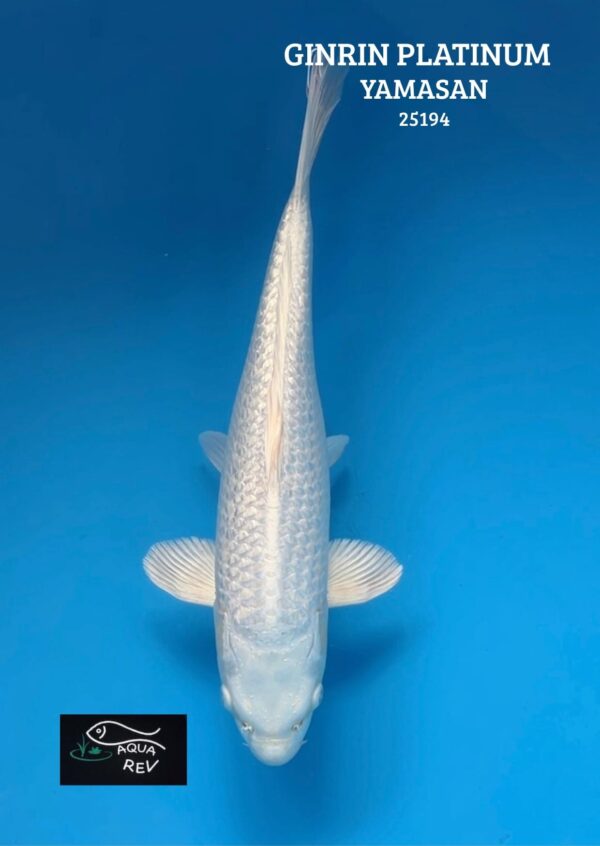 Carpe Koi Platinum - Yamasan