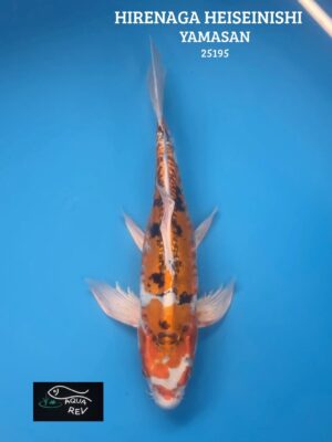 Carpe Koi Heiseinishiki - Yamasan