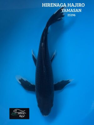 Carpe Koi Hageshiro Grand Voile - Yamasan