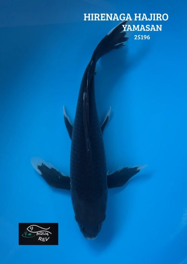 25196 Carpe Koi Hageshiro Grand Voile - Yamasan