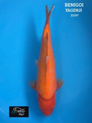 Carpe Koi Benigoi - Yagenji