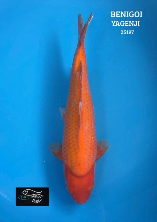 Carpe Koi Benigoi - Yagenji
