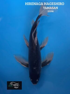 Carpe Koi Hageshiro grand voile  - Yamasan