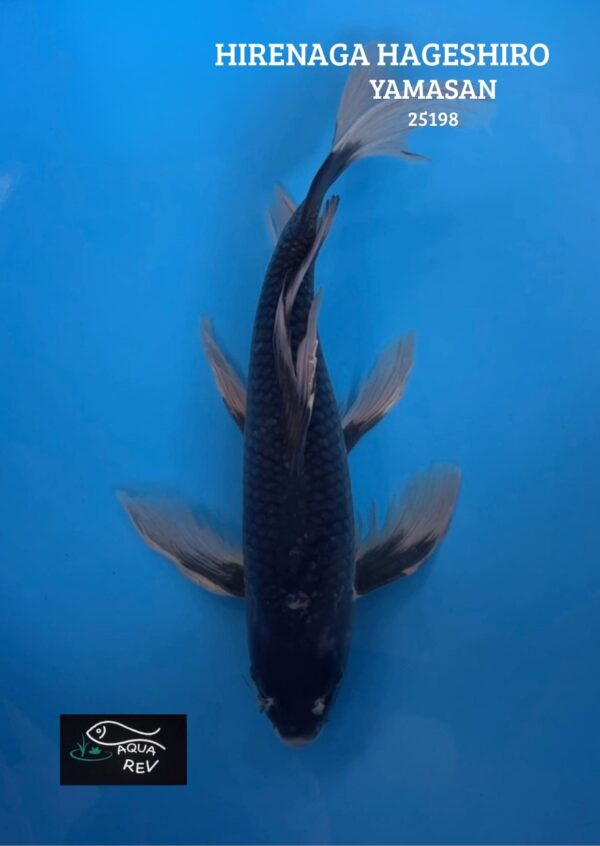 25198 Carpe Koi Hageshiro grand voile - Yamasan