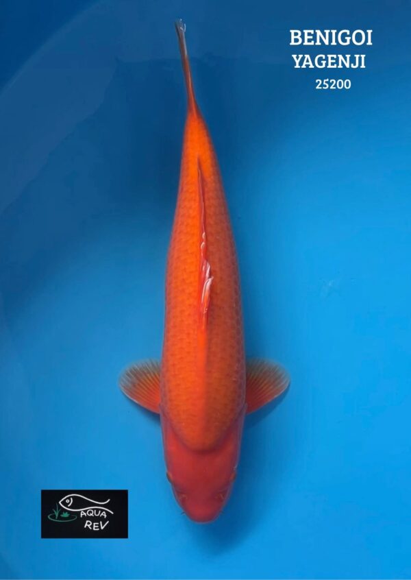 Carpe Koi Benigoi  - Yagenji