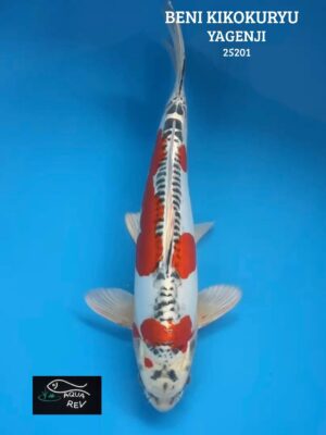 Carpe Koi Beni kikokuryu - Yagenji