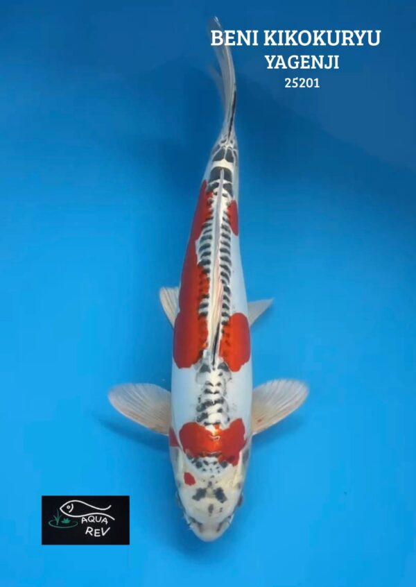 Carpe Koi Beni kikokuryu - Yagenji