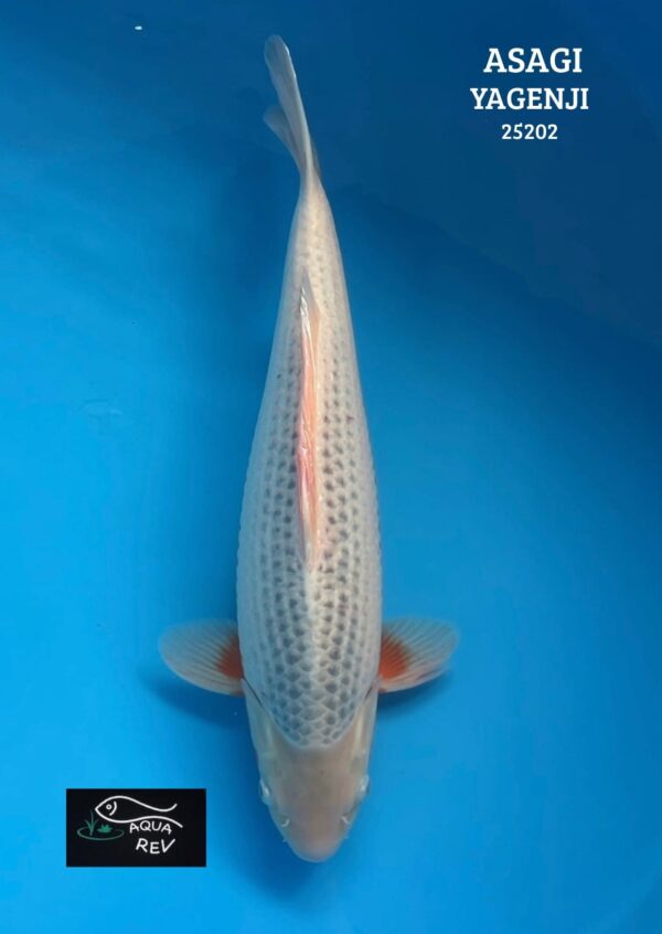 25202 Koi Asagi - Yagenji