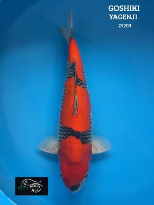 Carpe Koi Goshiki - Yagenji