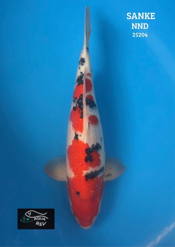 Carpe Koi Sanke - Nnd