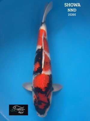 25205 Carpe Koi Showa - Nnd