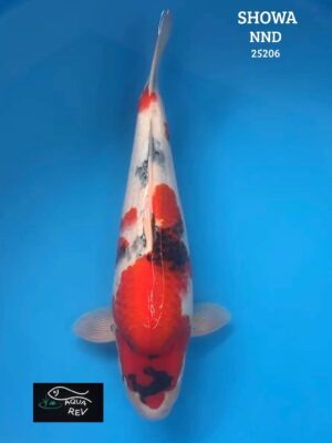 Carpe Koi Showa - Nnd