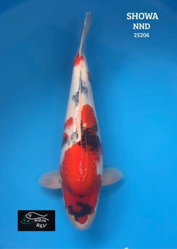 Carpe Koi Showa - Nnd