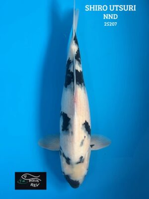25207 Carpe Koi Shiro Utsuri - Nnd