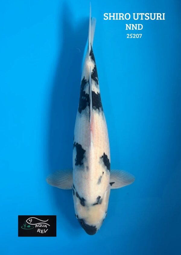 25207 Carpe Koi Shiro Utsuri - Nnd