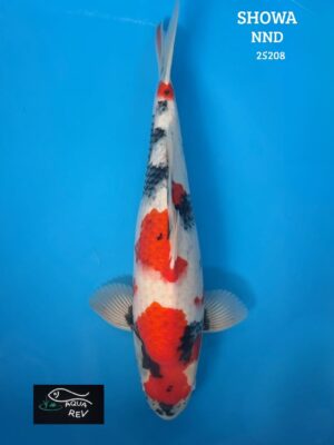 25208 Carpe Koi Showa - Nnd