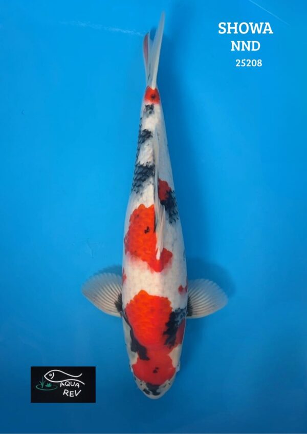 Carpe Koi Showa - Nnd