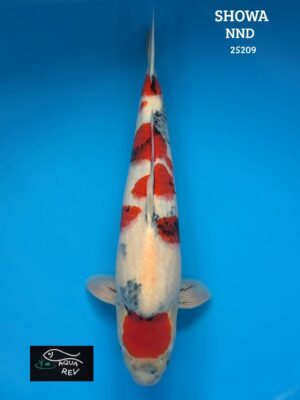 Carpe Koi Showa - Nnd