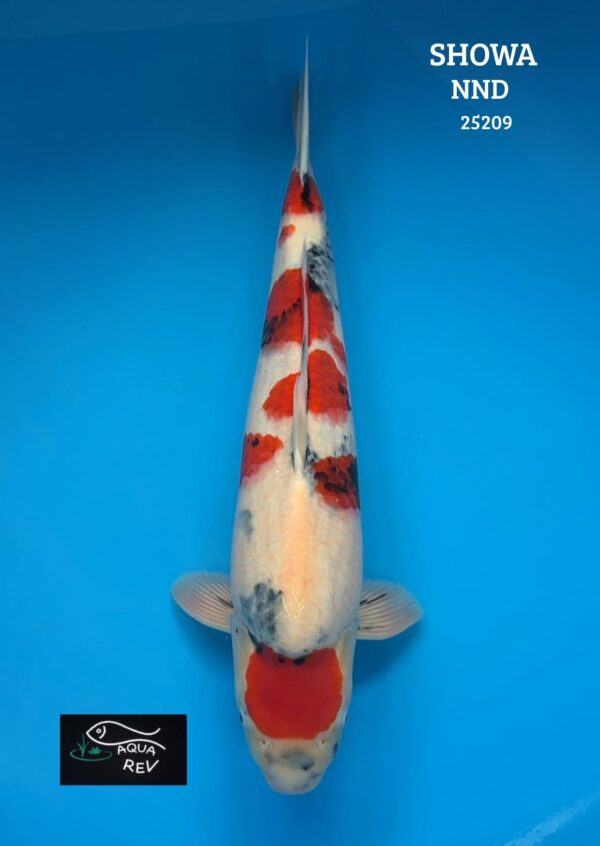 25209 Carpe Koi Showa - Nnd