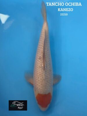 25210 Carpe Koi Tancho ochiba - Kanezo